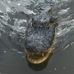 Airboat Adventures