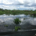 Airboat Adventures