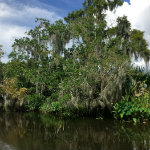 Airboat Adventures