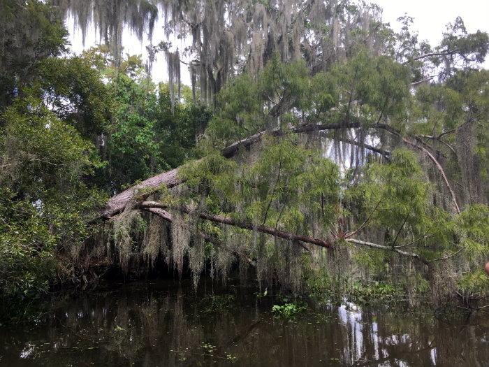 Airboat Adventures