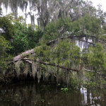 Airboat Adventures