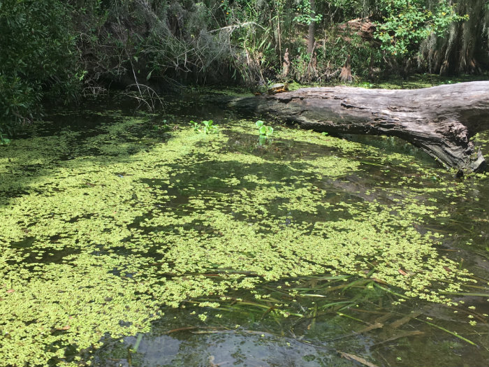 Airboat Adventures