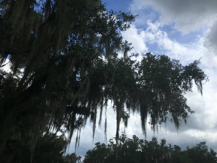 Airboat Adventures