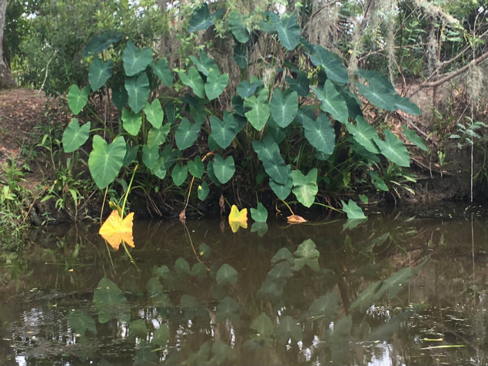 Airboat Adventures
