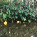 Airboat Adventures