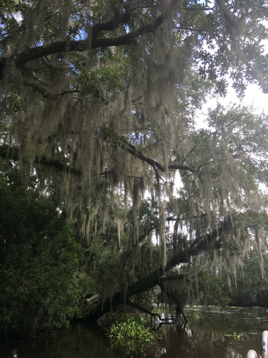 Airboat Adventures