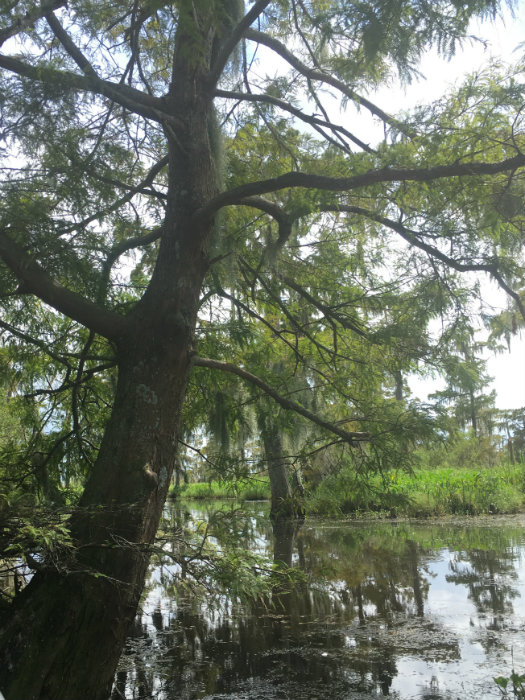 Airboat Adventures