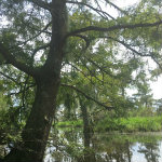 Airboat Adventures
