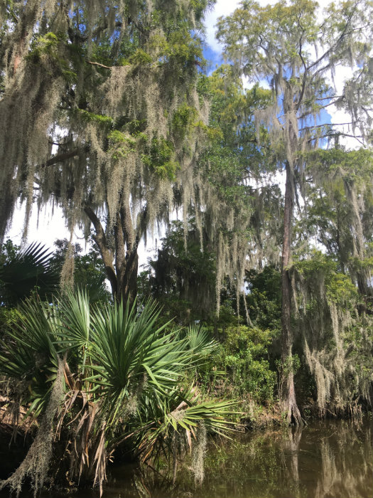 Airboat Adventures