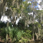Airboat Adventures