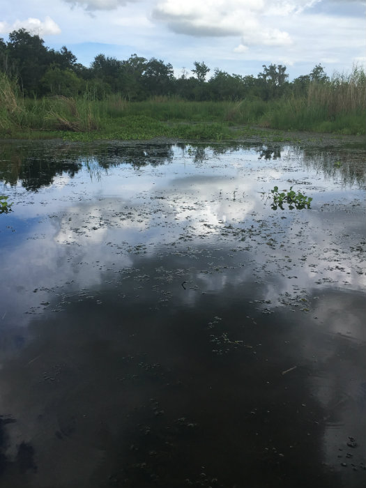 Airboat Adventures