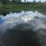Airboat Adventures