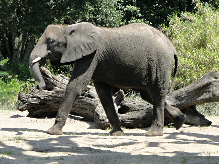 Animal Kingdom