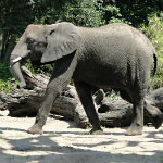 Animal Kingdom