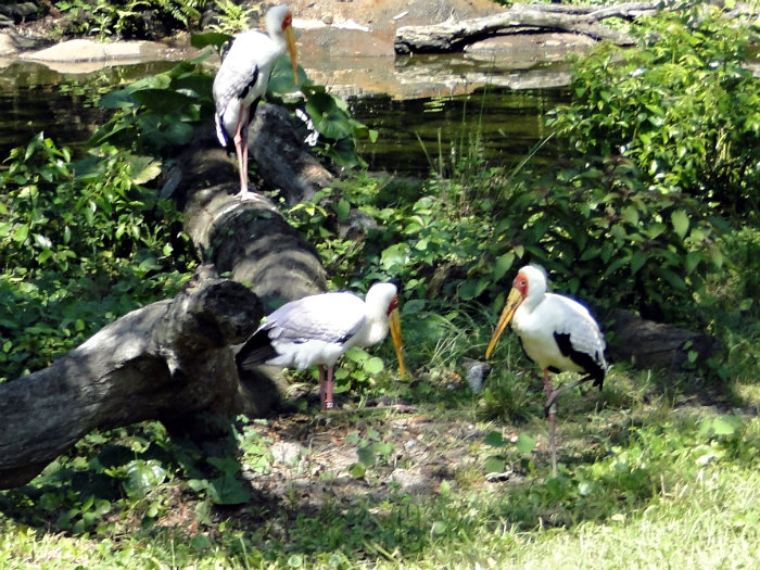 Animal Kingdom