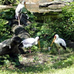 Animal Kingdom