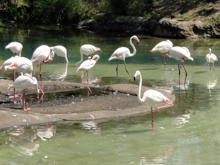 Animal Kingdom