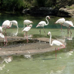Animal Kingdom