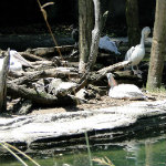 Animal Kingdom