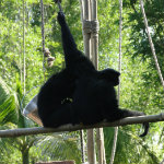 Animal Kingdom