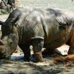 Animal Kingdom