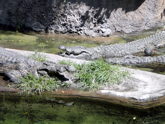 Animal Kingdom