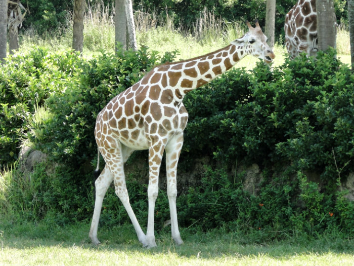 Animal Kingdom