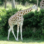 Animal Kingdom