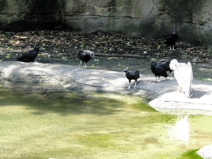 Animal Kingdom