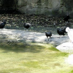 Animal Kingdom