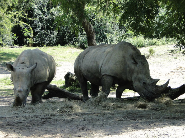 Animal Kingdom