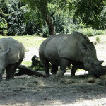 Animal Kingdom