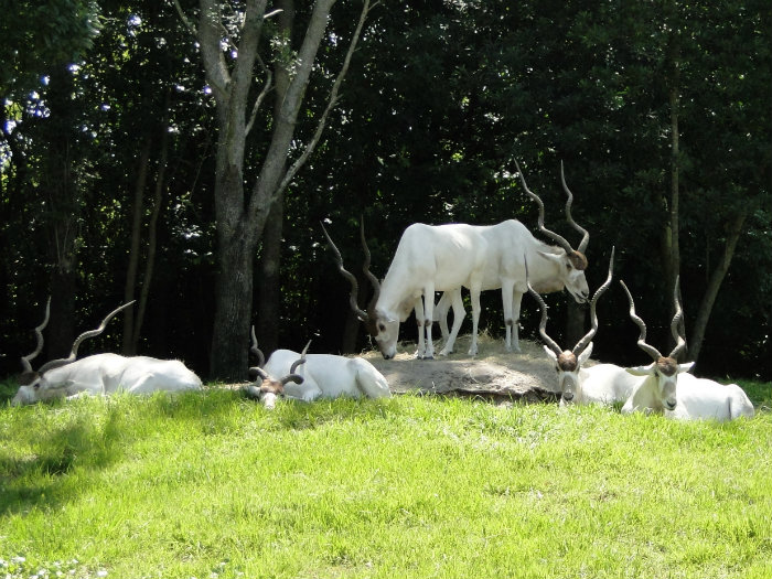Animal Kingdom
