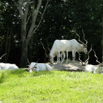 Animal Kingdom