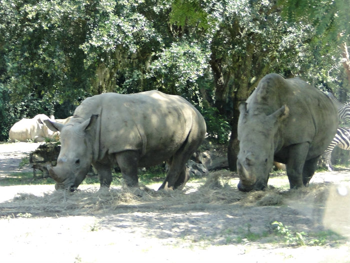 Animal Kingdom
