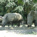 Animal Kingdom