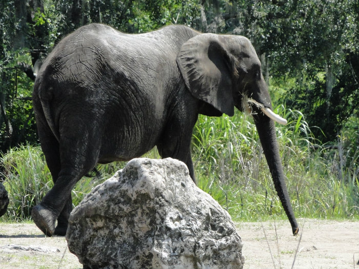 Animal Kingdom