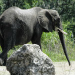 Animal Kingdom