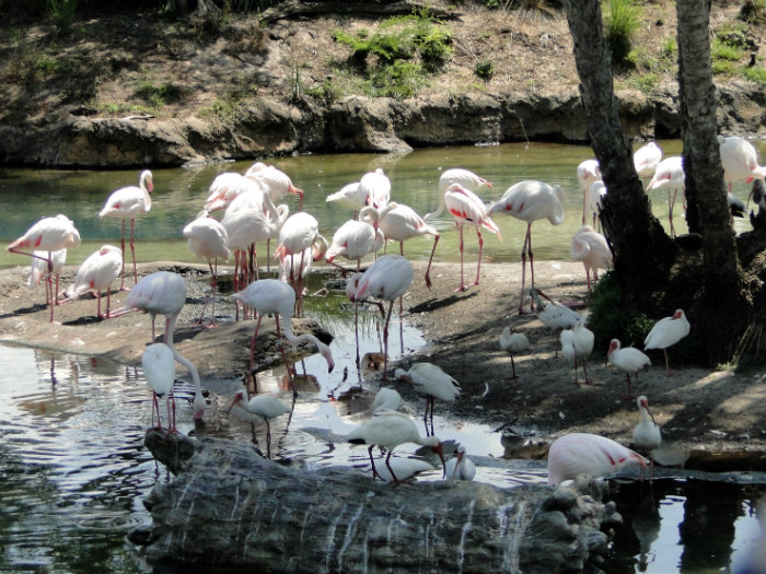 Animal Kingdom