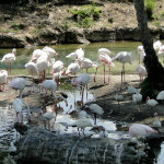 Animal Kingdom