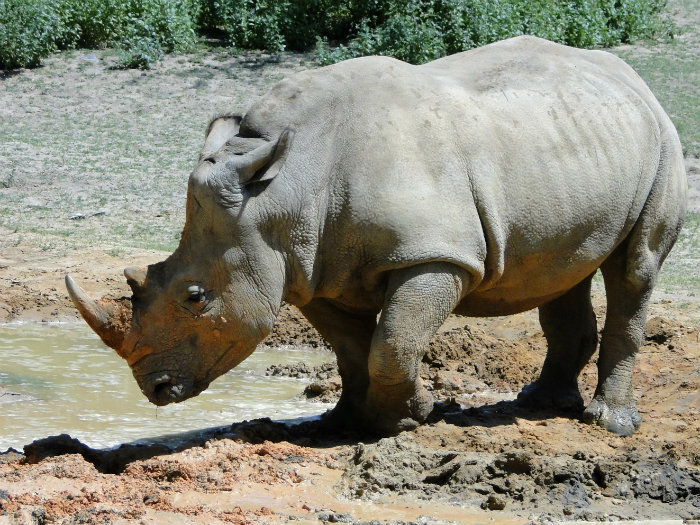Animal Kingdom