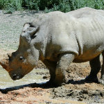 Animal Kingdom