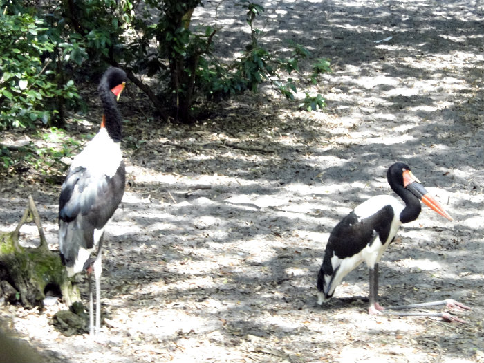 Animal Kingdom