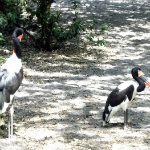 Animal Kingdom