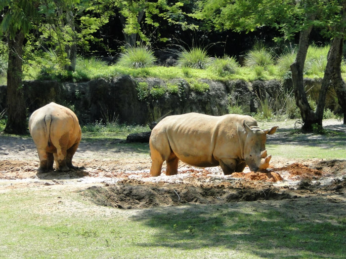 Animal Kingdom