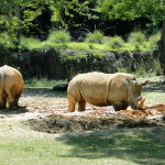 Animal Kingdom