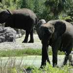 Animal Kingdom