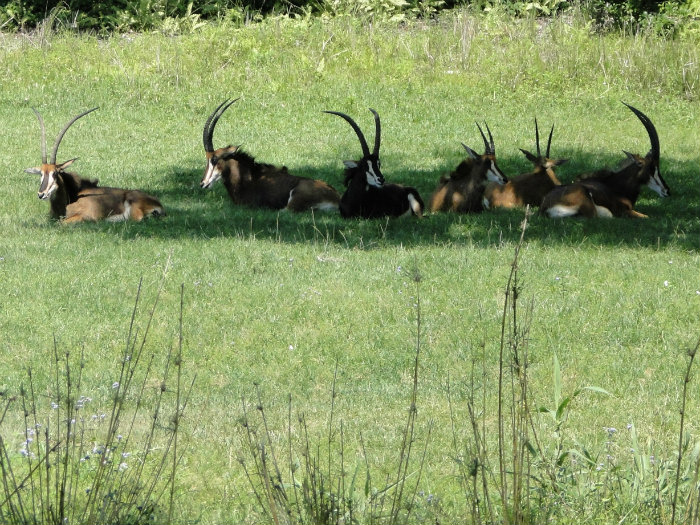 Animal Kingdom