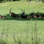Animal Kingdom