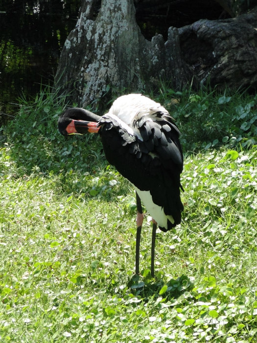 Animal Kingdom